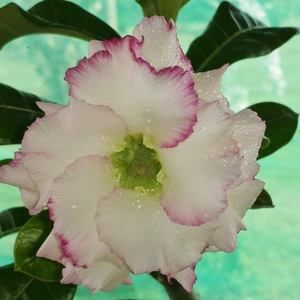 Meet your Posher, Pippi